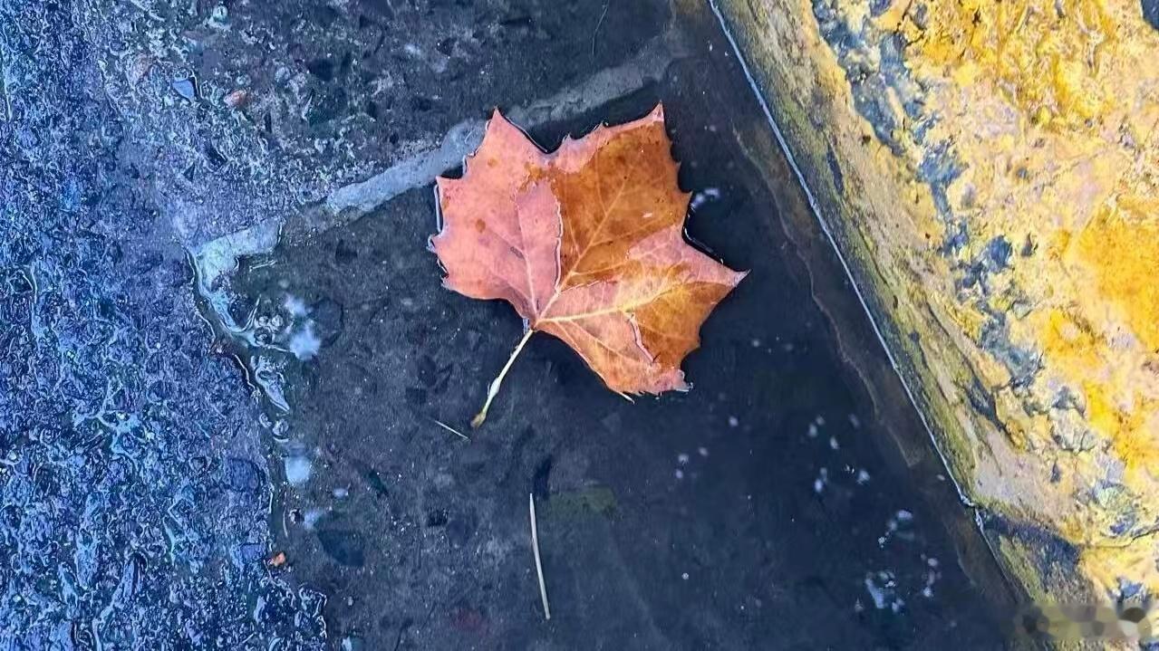 上海入秋？今天（7日），上海的天，是真的凉了。一早出门，风刮在脸上，不刺人，但带
