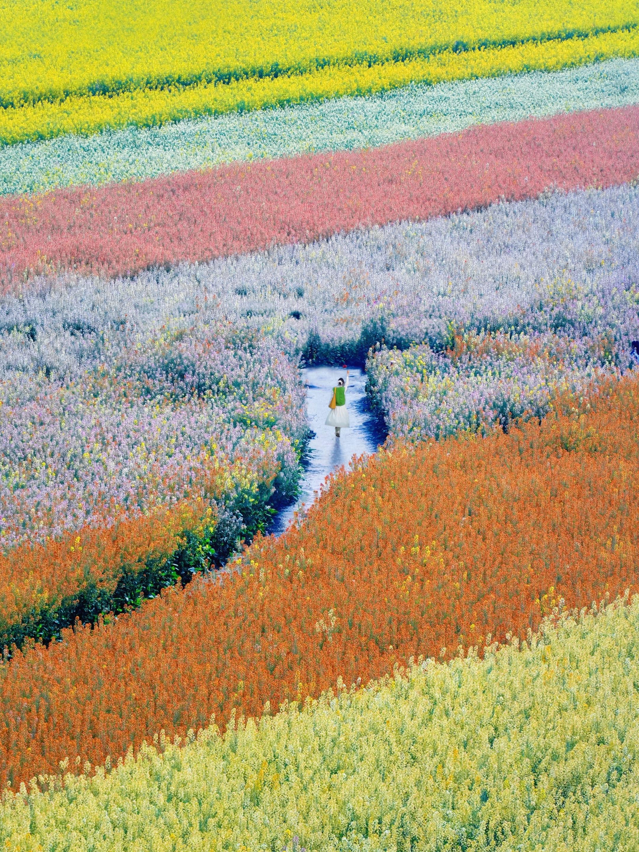 成都七彩油菜花，仿佛闯入莫奈的花园。拍摄时间：2026.3.4 在成都...