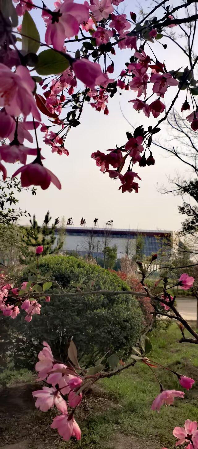垂丝海棠