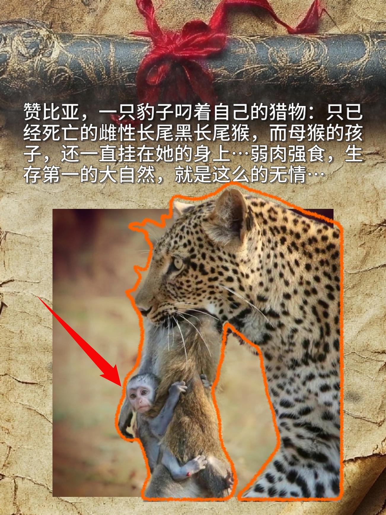 赞比亚，一只豹子叼着自己的猎物：只已经死亡的雌性长尾黑长尾猴，而母猴的...