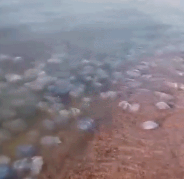 #俄海滩大规模水母聚集引恐慌#【俄罗斯一海滩出现大规模水母聚集引发游客居民恐慌