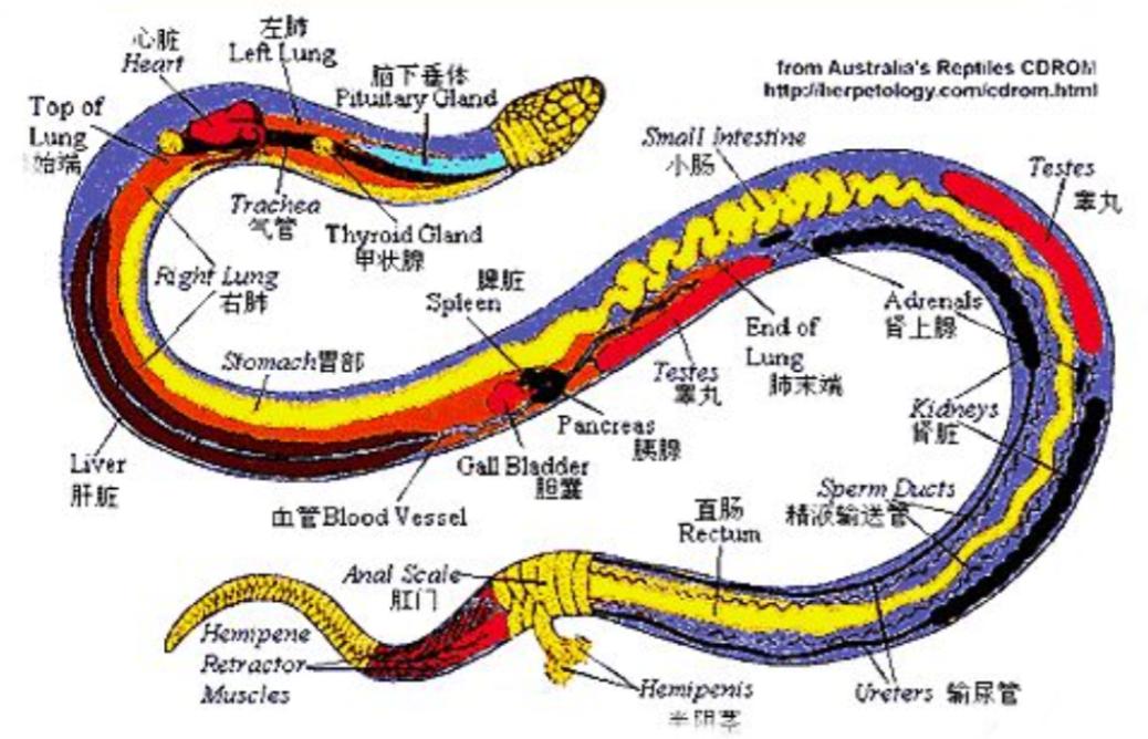 打蛇不打头！很多人都不懂，野外遇到蛇千万别打头，这有可能会让自己陷入陷阱，其实蛇