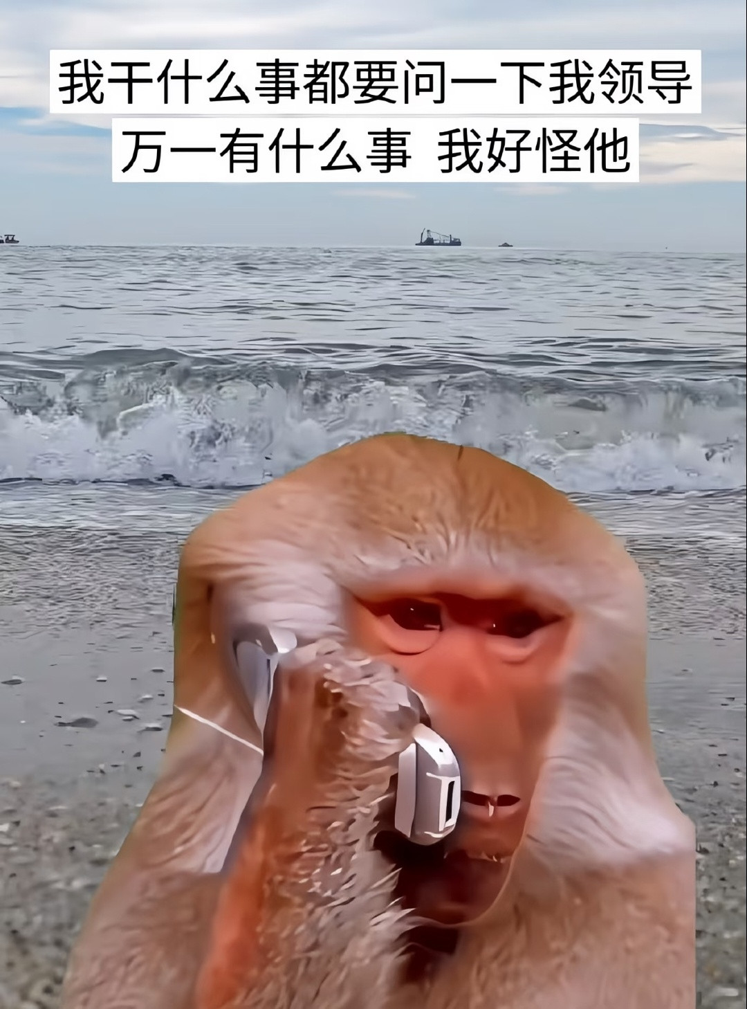 每日梗图​​​