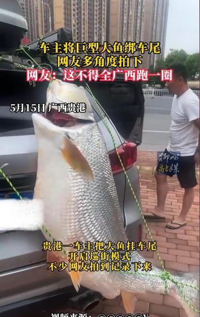 “能吹一辈子！”广西贵港，一男子为了炫耀，将一条近80斤重，体长大约150公分的