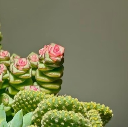 多肉植物的种植方法一、土壤选择多肉植物喜欢疏松、排水良好的土壤，可以选择多肉植物
