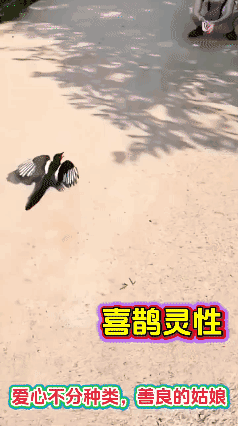 动物能分辨善恶，你信吗？