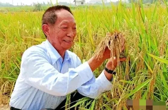 “应该立即死刑！”央视新闻在2024年曝光了一起惊天大案：我国杂交水稻之父袁隆平