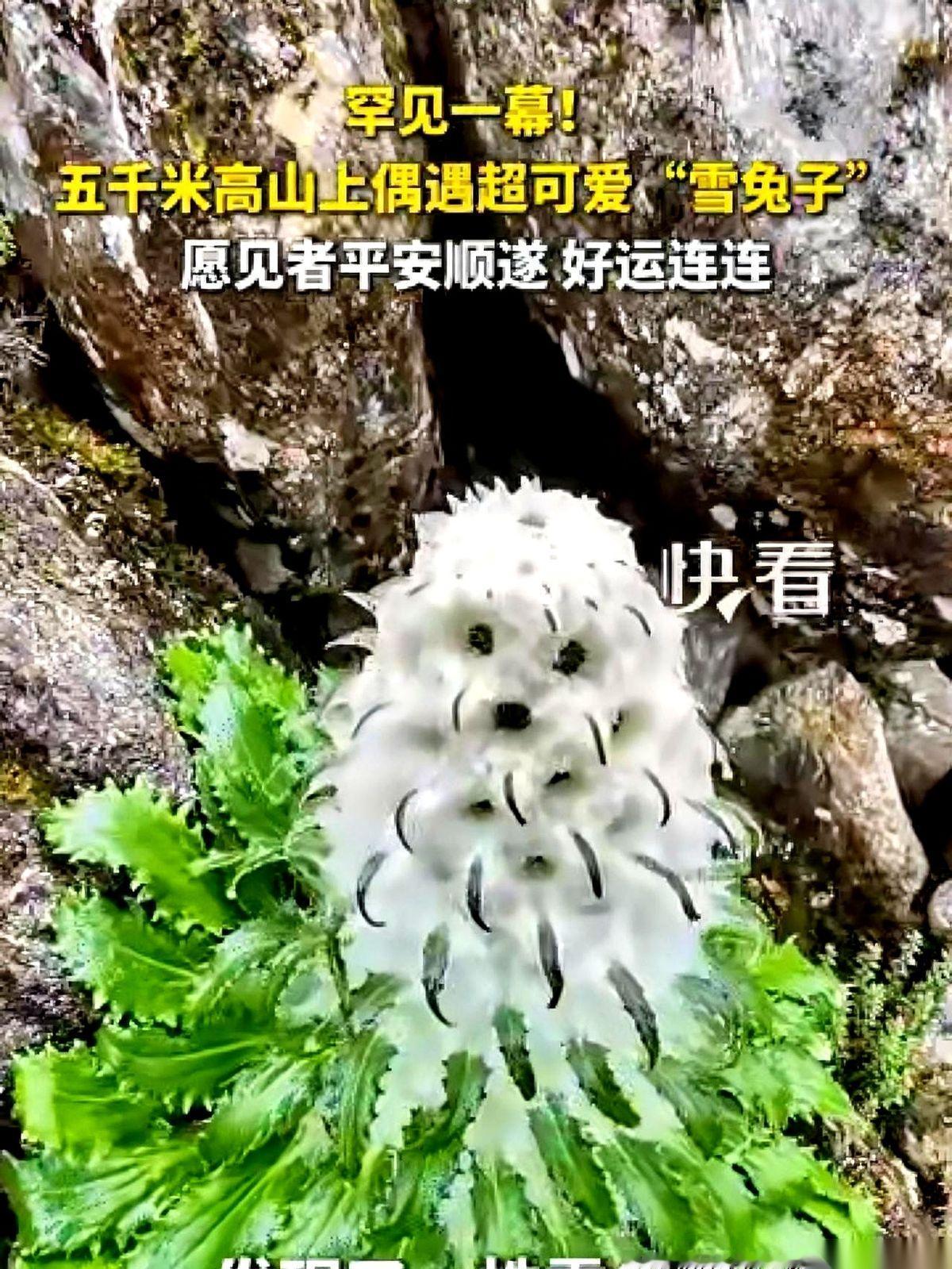 海拔5000米的喜马拉雅山，狂风刮得碎石满地滚。一个大男人半蹲在石缝前，大口喘着