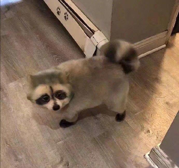 想养只浣熊，家里死活不同意，所以他擅自做主把自家狗子染成了浣熊的颜色。感觉狗子