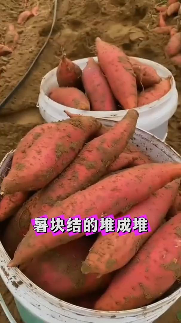 村里80岁的老爷爷常用的红薯高产口诀，一颗红薯结一堆。村里80岁的老爷爷总结了