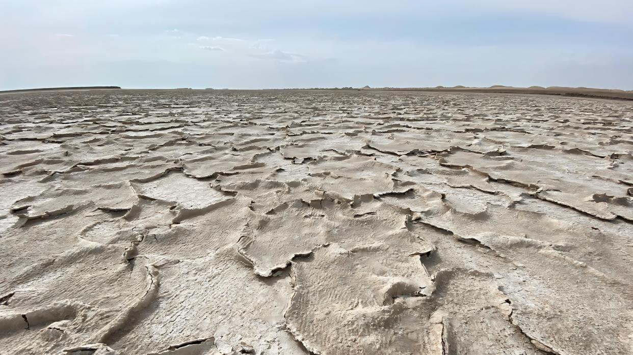 在盐碱地上种植果树: 探寻适合盐碱地生长的果树种类及种植技巧!