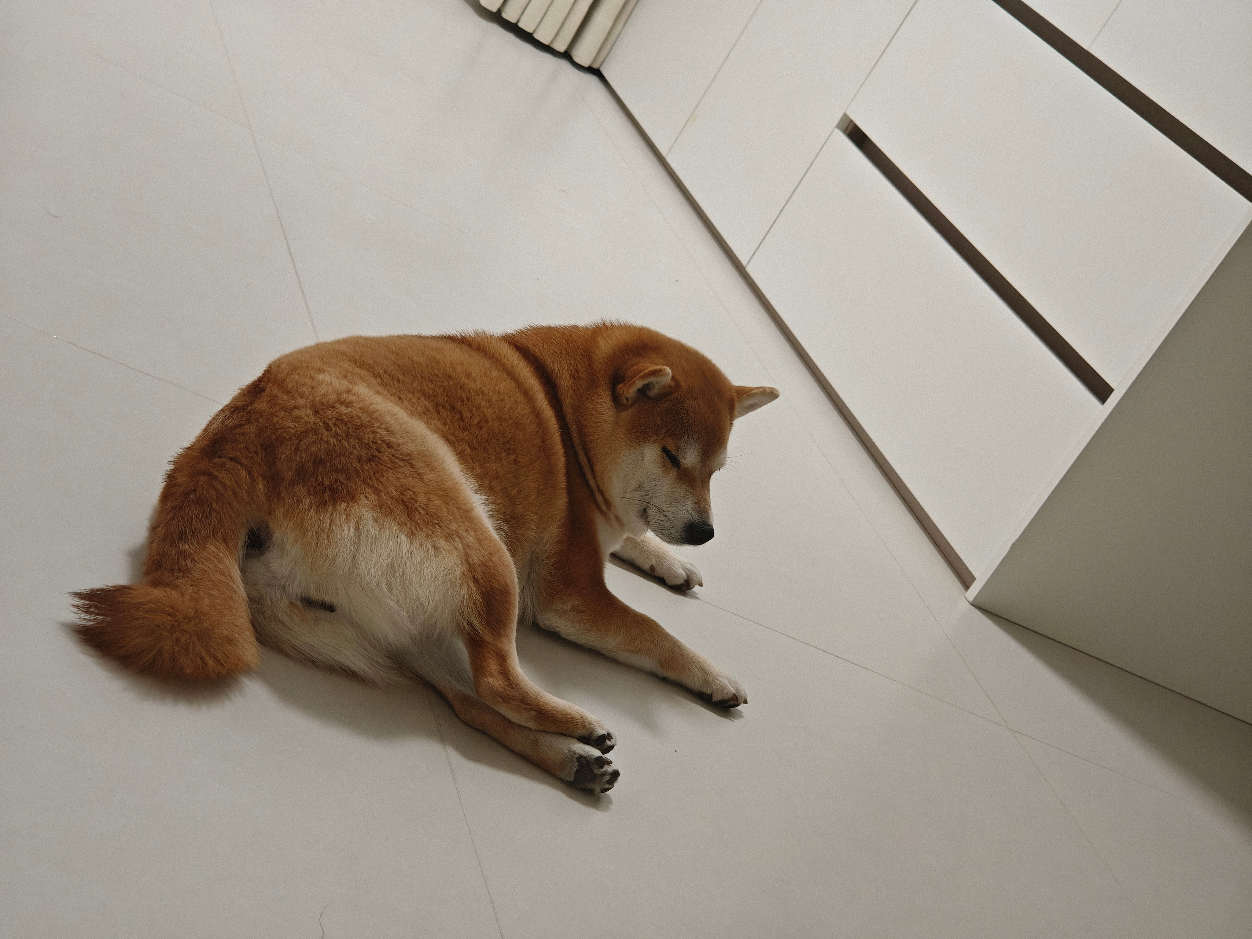 早上狗都起不来