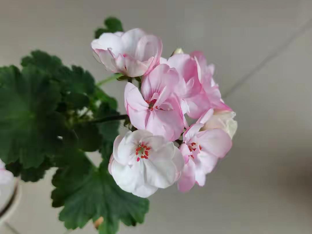 这几天全球市场芯片半导体是集体下行，说不清是大A受外围影响更大，还是外围受到了A