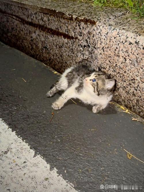 下班路上看见一只流浪猫趴在花坛边，眼神怯怯的。我蹲下来轻声唤它，它犹豫了一会儿，慢慢走过来蹭我的裤脚