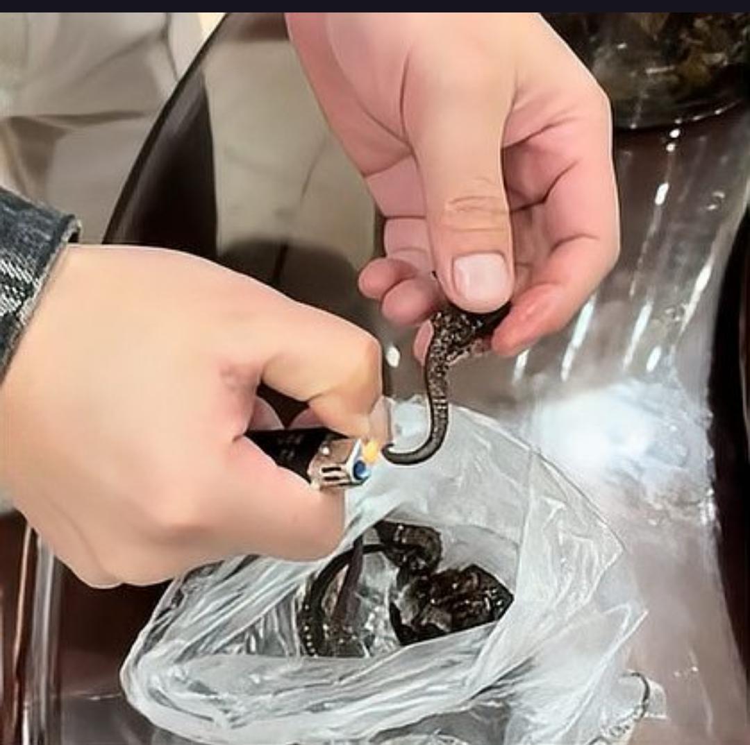 惊！泡了十多年的“海马”居然是塑料！广东一家庭打碎酒瓶才揭开骗局广东梅州的陈先