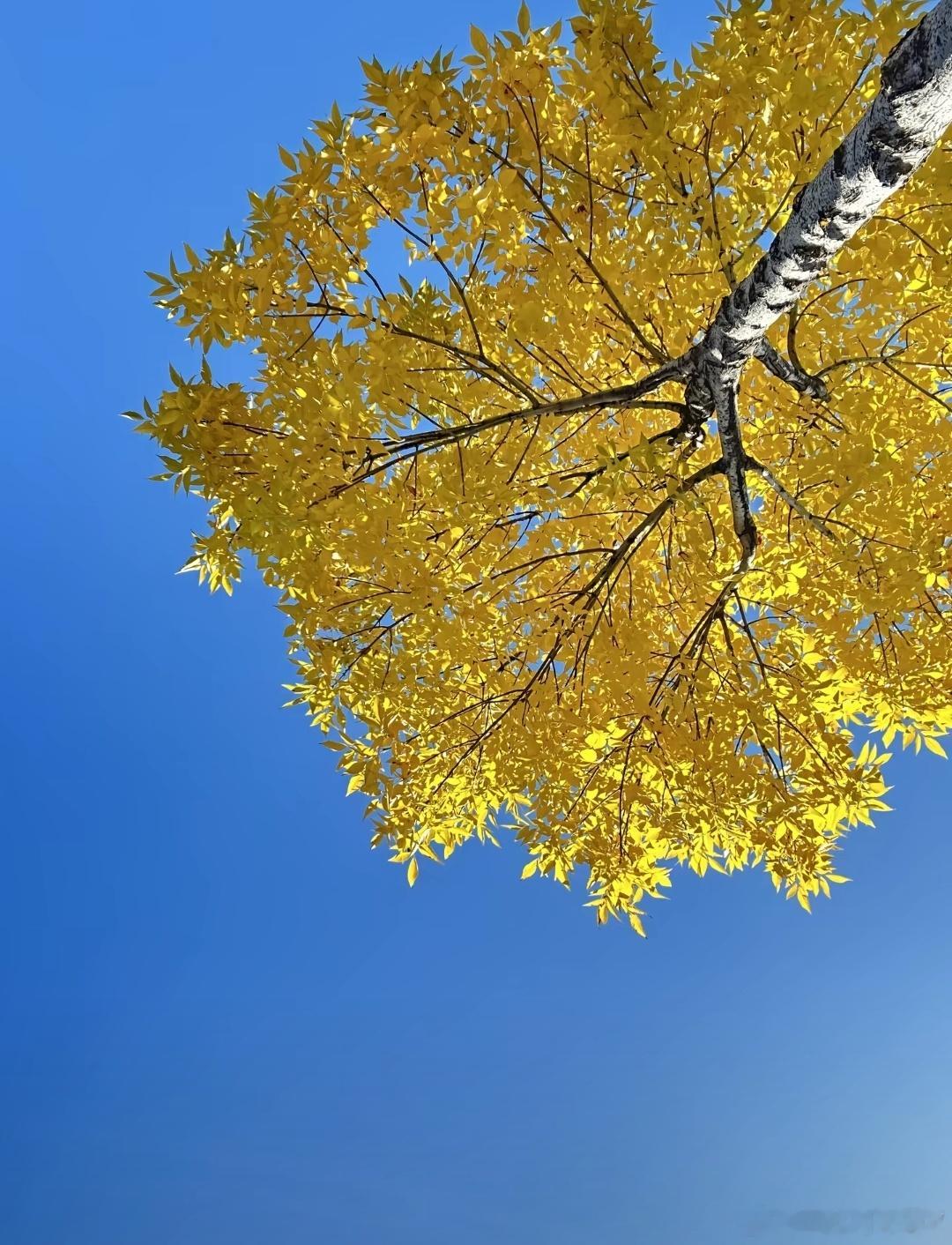 被算改的老祖宗的干年智慧一字之差，天差地别，触目惊心：1、“究养儿子富养女”:原