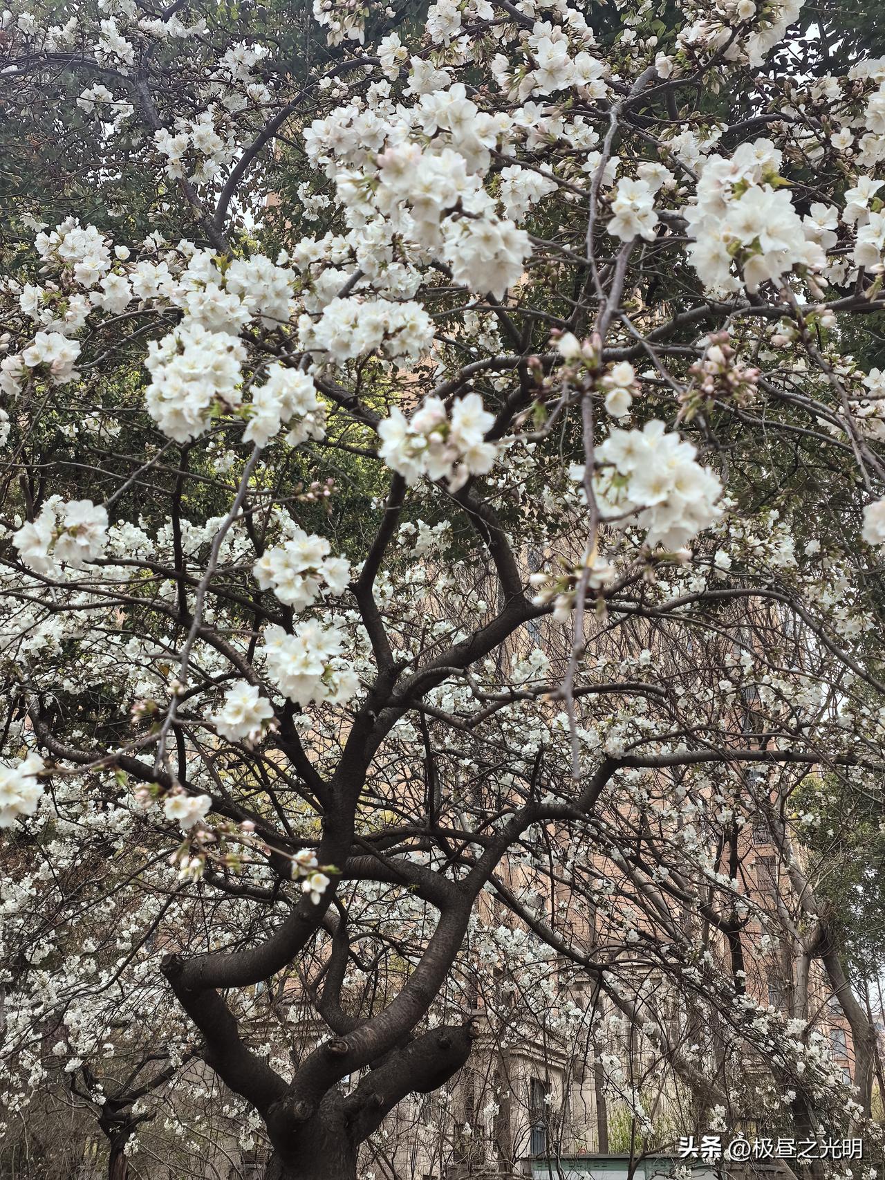突然的自我这几天打开手机都是关于张雪峰的视频、文章，有一个张雪峰参加年会的视