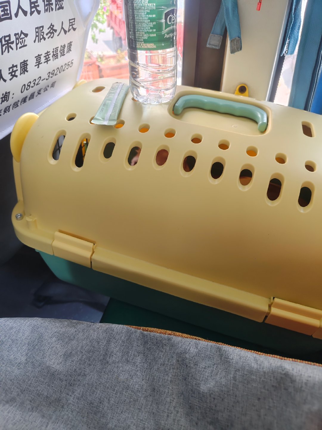 挑战坐公交车带两只小猫咪去城里打疫苗。​