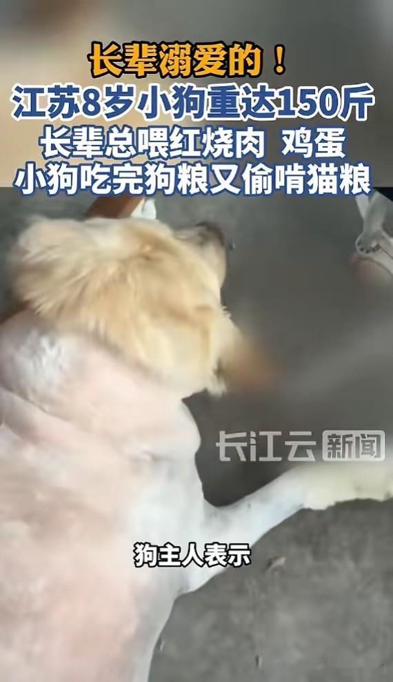 “开眼了！”5月31日报道，江苏，一小狗长期被长辈溺爱，经常吃红烧肉和鸡蛋，吃完