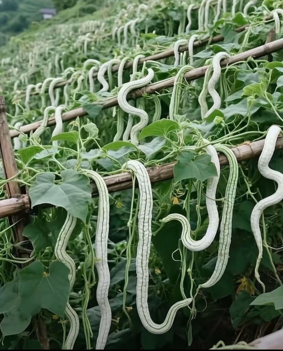 这个蛇瓜太恐怖了，吓人