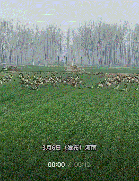 万万没有想到，河南，一男子经过一处麦地时，无意间看到一群大雁停在麦地里，男子也是