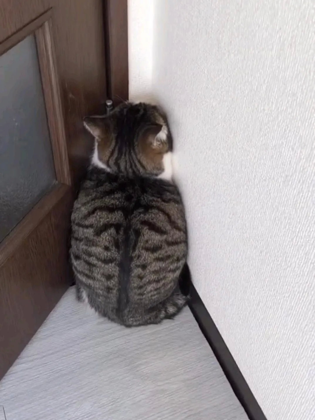 猫咪知道自己犯错了，自觉去罚站！​​​