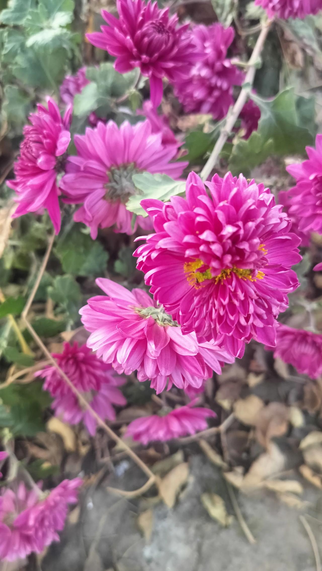 分享手机里随手拍的风景照片