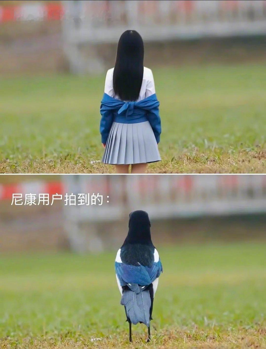 这个梗好像只有摄影爱好者知道。几大相机品牌都有自己的对焦偏好。比如尼康拍鸟。b站