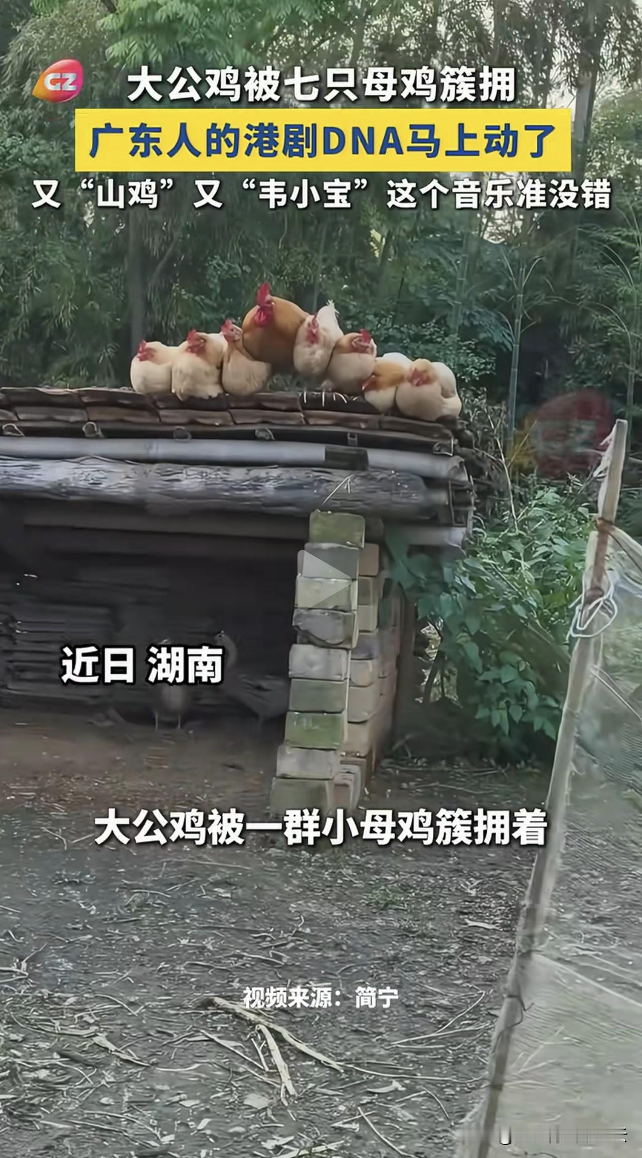 羡慕，太羡慕了！我们人类活的还不如一只鸡哩！[捂脸哭]看看，这只大公鸡，它是真正