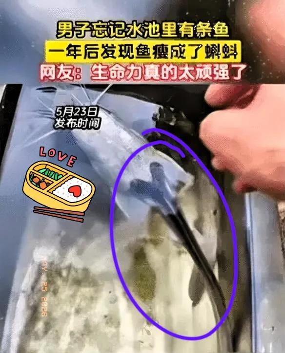 广西这个事儿，看得人心里挺不是滋味的。一条鲶鱼被扔在水池里整整一年，主人忘得