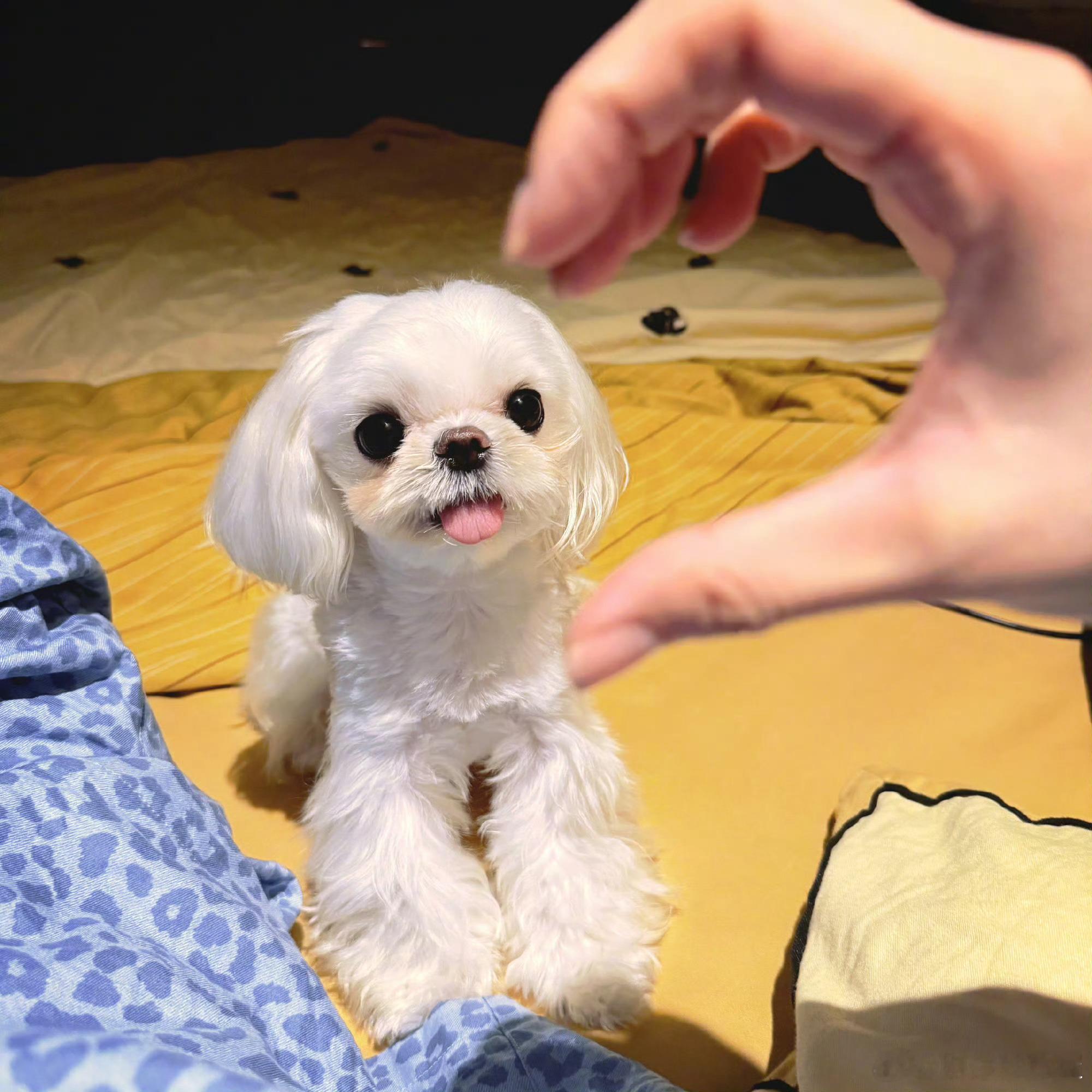 白鹿召唤一只机械大狗狗白鹿抽象完播率白鹿这波操作，怕是几百年都没人能get！机