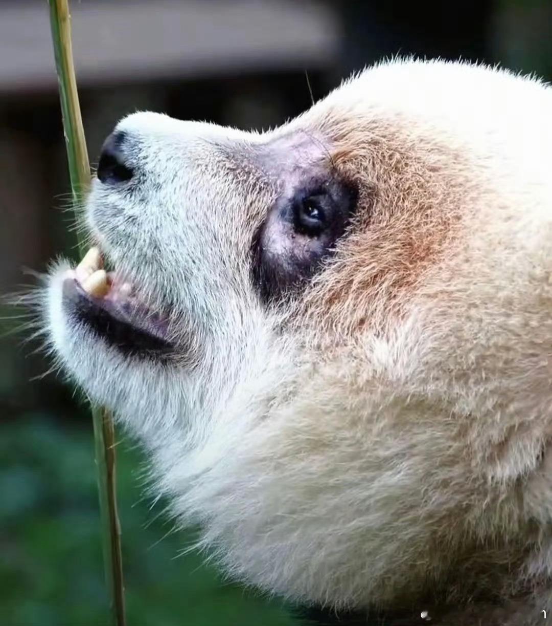 重庆动物园大熊猫有此遭遇明显就是动物园的不作为所导致的！强烈建议当地相关部门介入