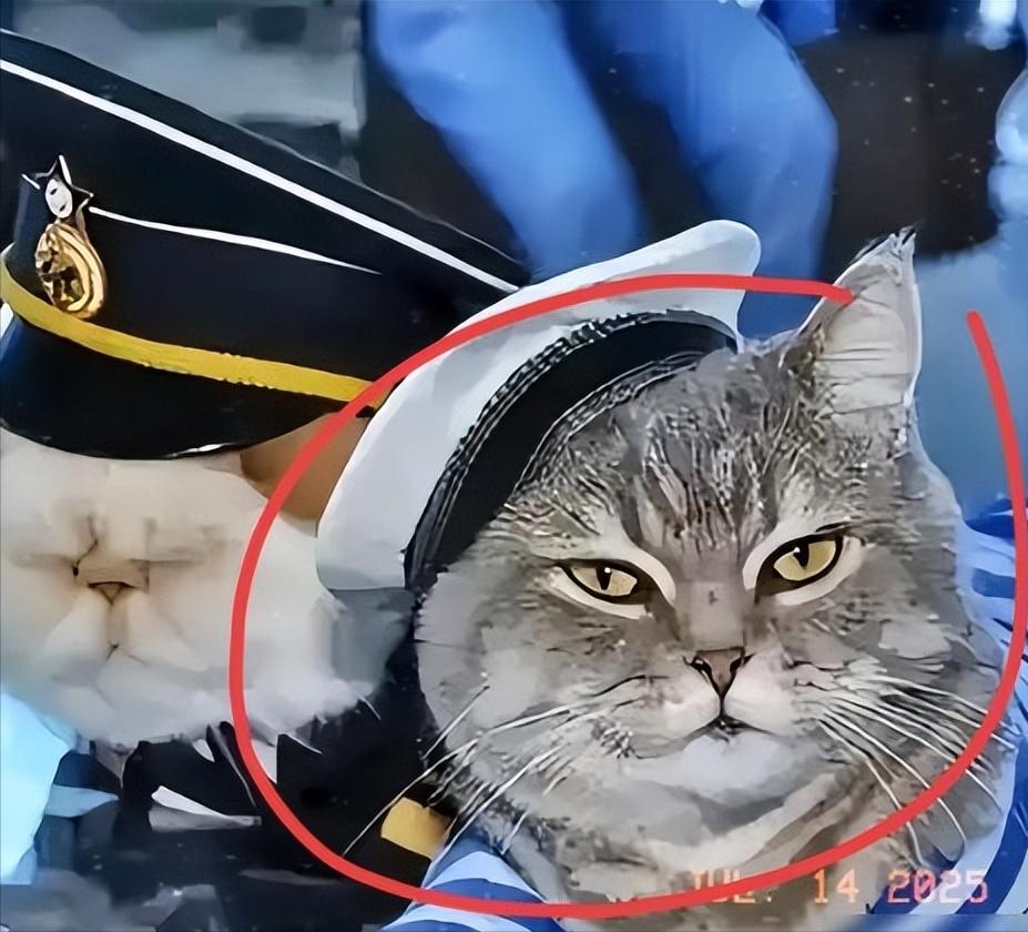 航母上为什么要养猫？是为了抓老鼠？那你就错了，现在航母上的猫可不是为了抓老鼠，而