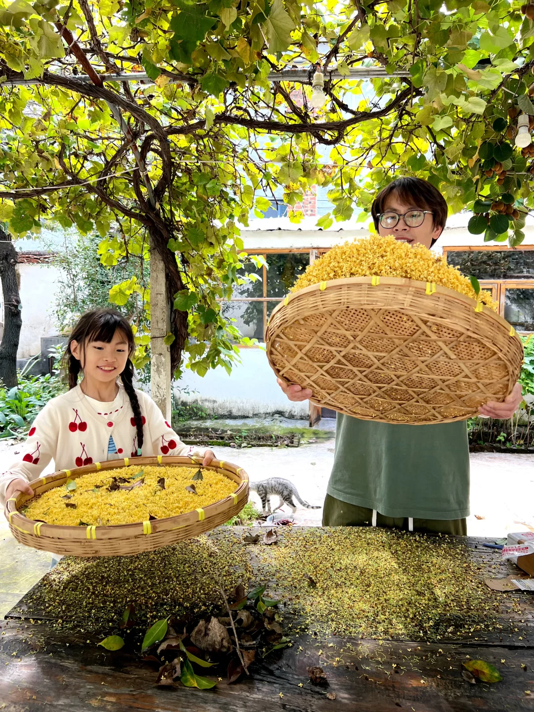 回村生活｜秋天的小院 下了一场桂花雨……
