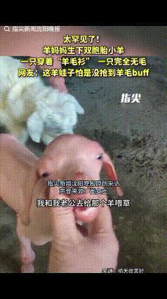 解释不清了！新疆阿勒泰，夫妻二人去羊圈喂羊，发现羊妈妈诞下一对双胞胎，意外的是，