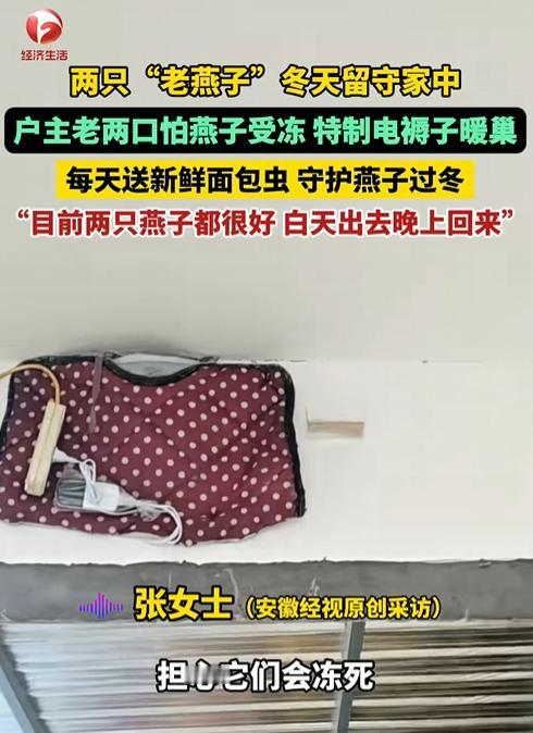 寒冬已至，燕子南非本是自然规律。但在河北的一户人家里，却出现了两只特殊的“留守燕