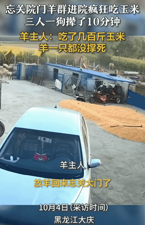 “羊以为国庆节改善伙食呢！”黑龙江大庆，男子放羊回来忘关院门。没想到，羊群冲进院