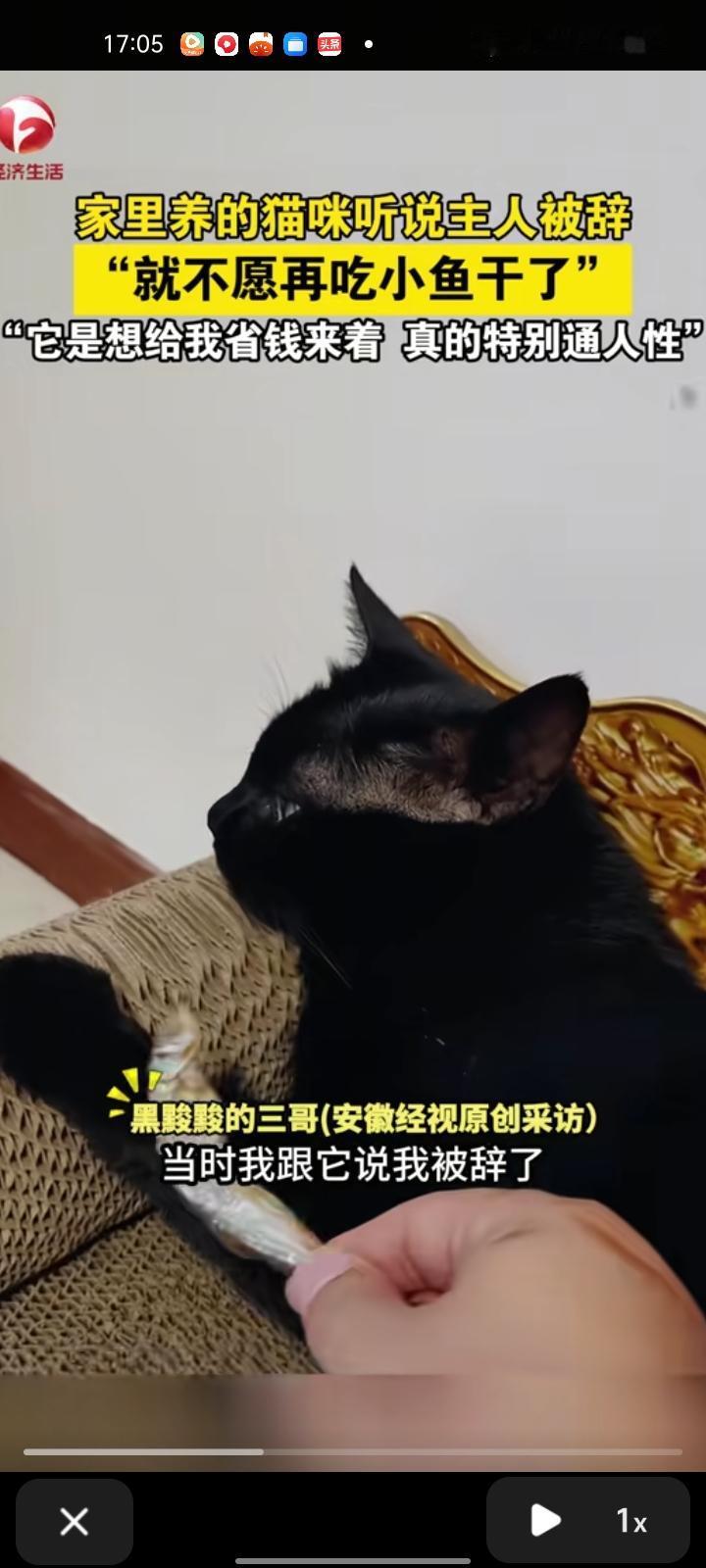 11月4日，廊坊三河市。家养的猫咪听说主人被辞了，就不愿意再吃小鱼干。主人心想，