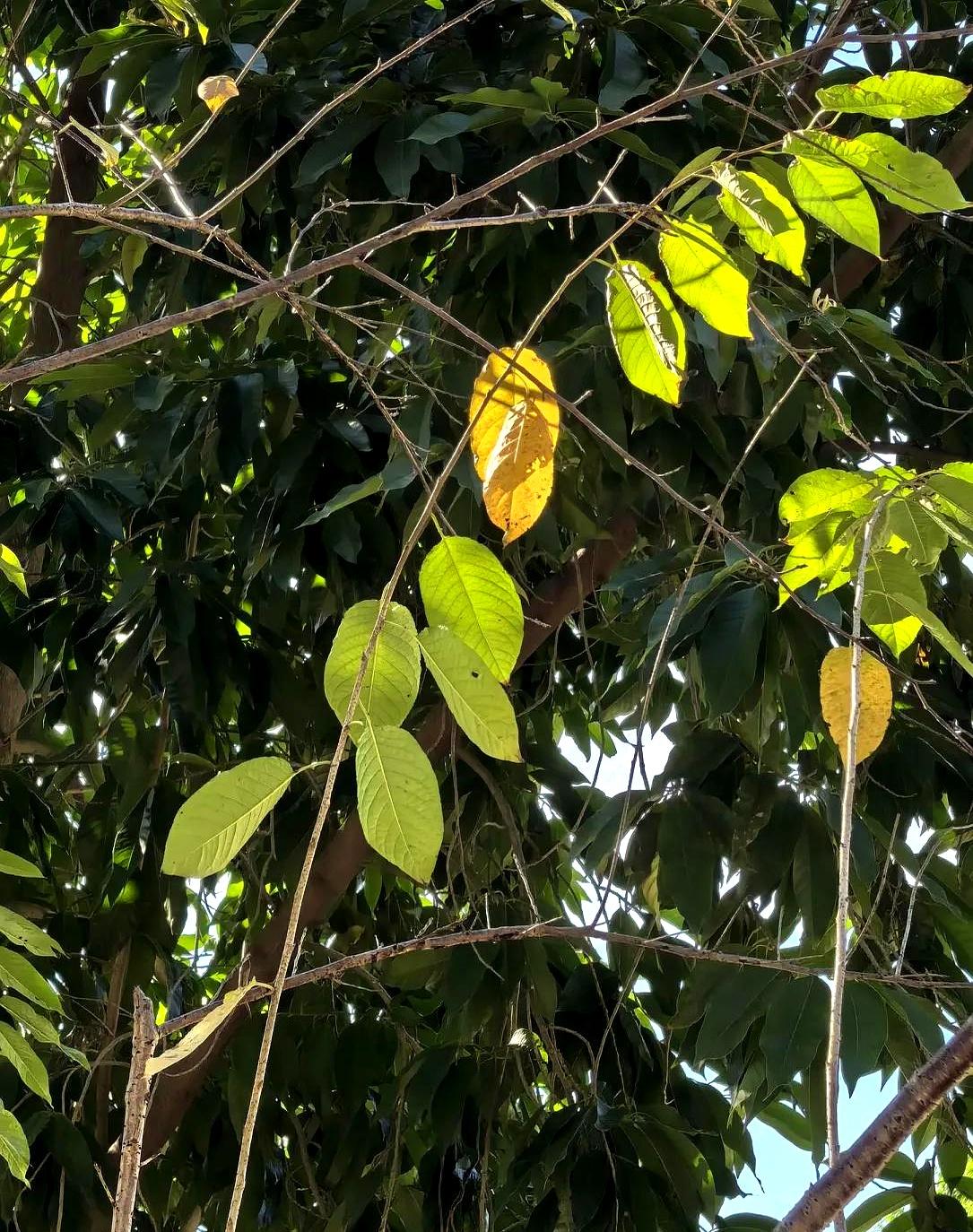 儿子请我们来深圳带孩子，却不让住家里，非得在同小区另租一套房。白天我们带娃，晚