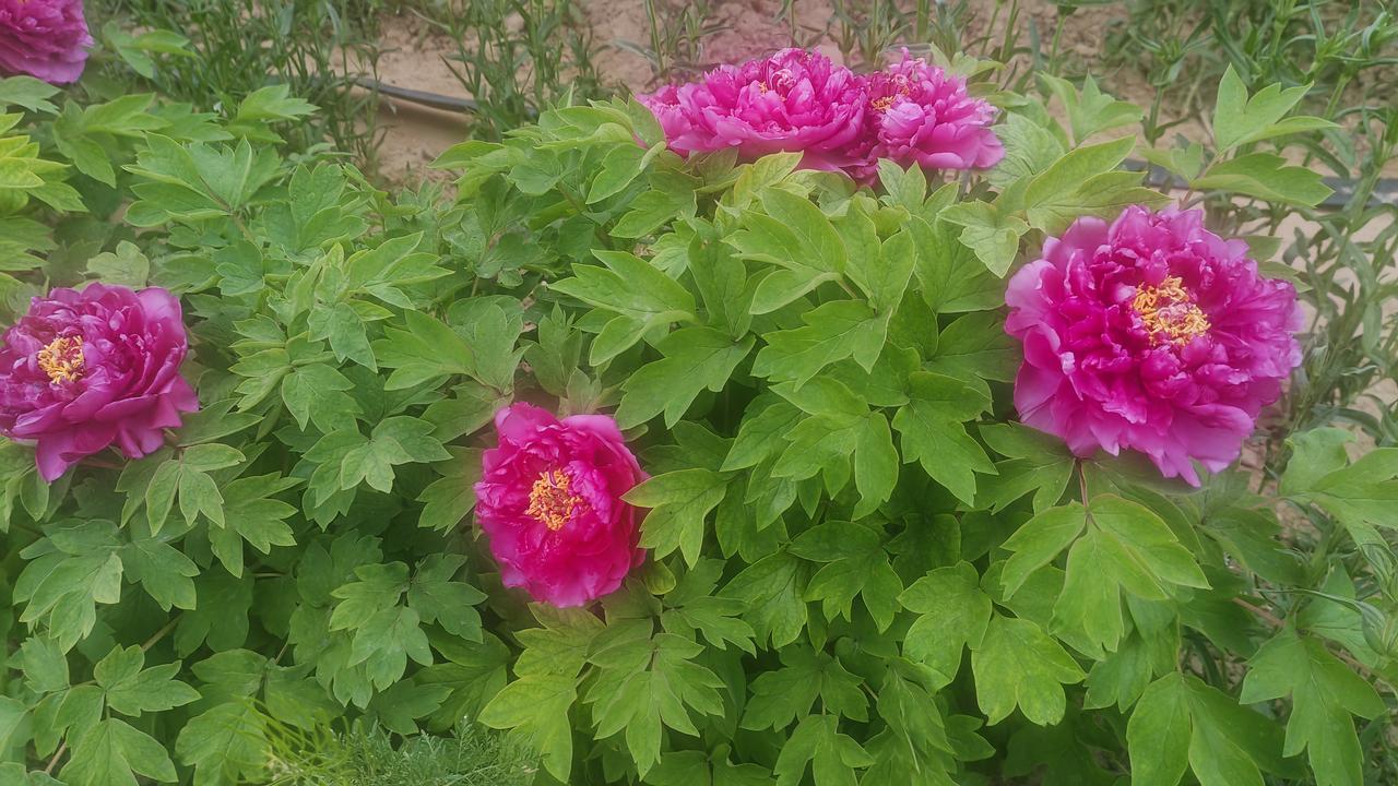 发一张你相册最近拍的花这是一张春日盛放的牡丹照片。翠绿的叶片间，数朵艳粉色牡丹层