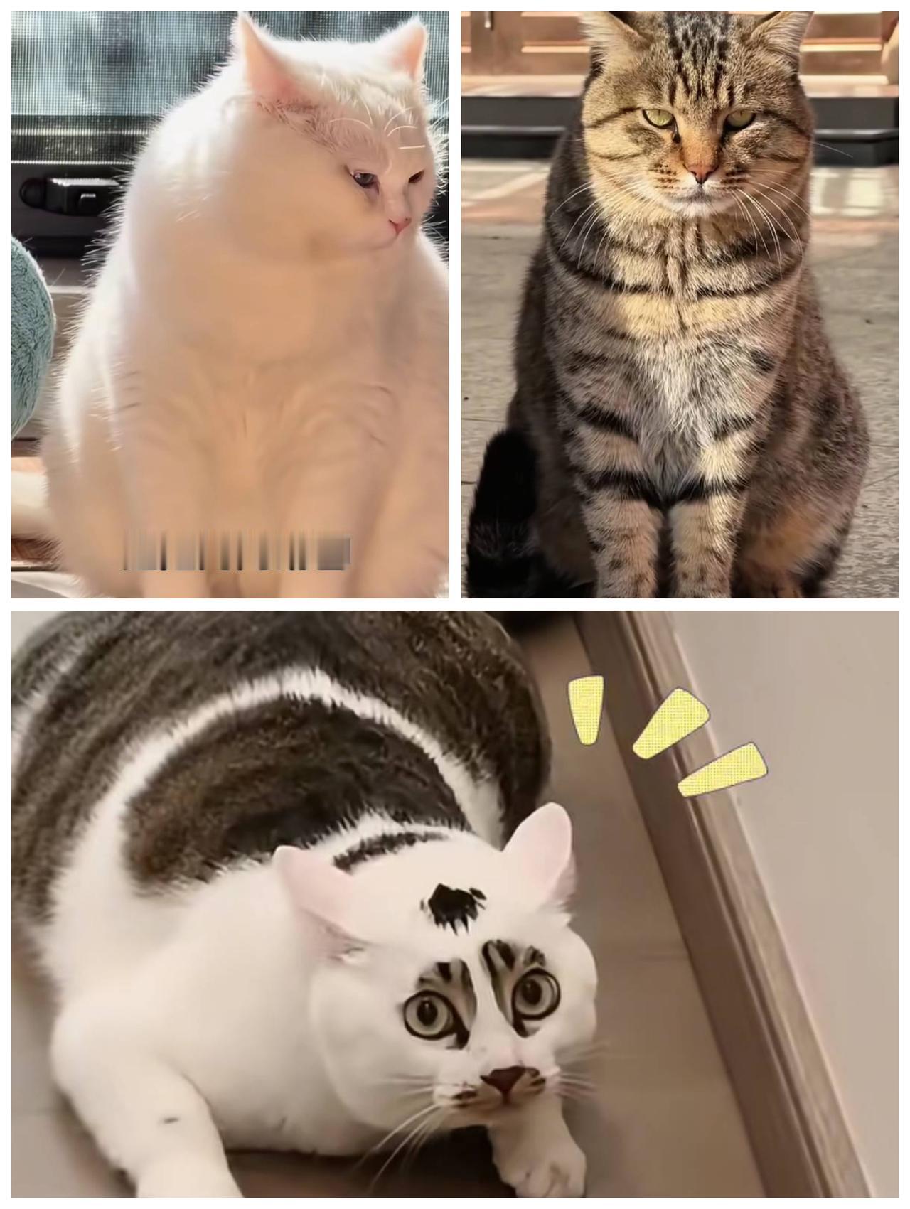 狸花猫和白猫生孩子就像开盲盒，狸花猫爸爸叫丧彪，白猫妈妈叫汤圆，它们俩的孩子叫什