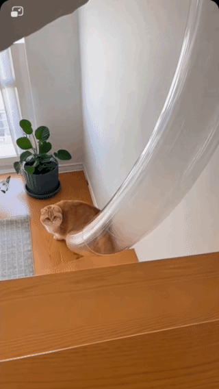 丝滑穿越，猫咪自己都感到解压！