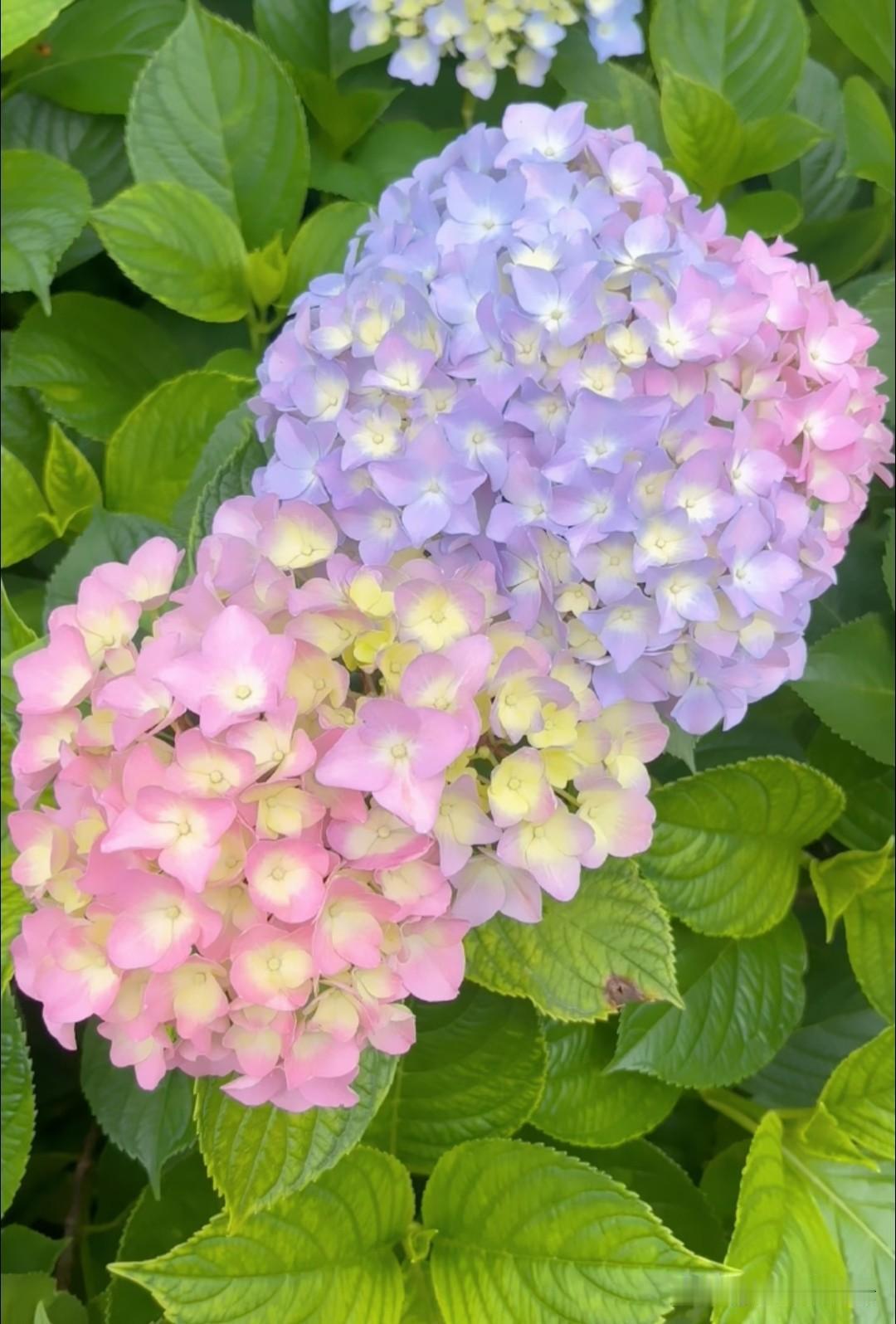 。绣球的治愈，是不争不抢、细水长流的陪伴。不与春花争艳，不与夏荷比洁，只是