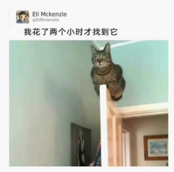 猫:是不是很好玩
