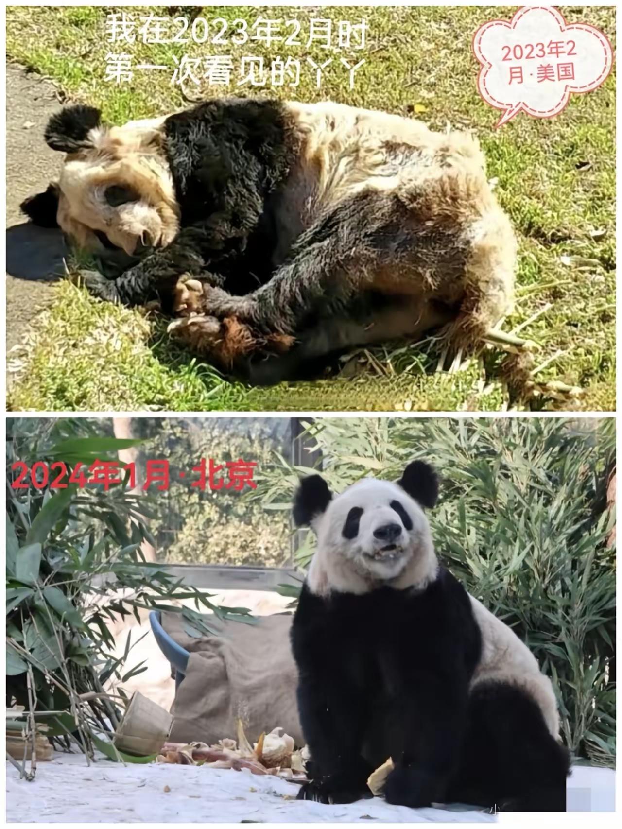 老美连人都扔进斩杀线，更何况一只熊猫呢？从“皮包骨”到“炸毛团子”，丫丫之前被他