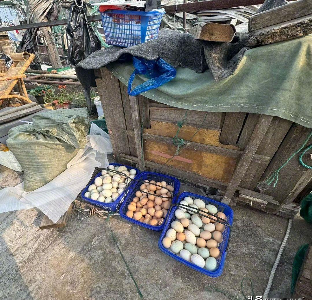 孙俪在渔船上直接扫货。三筐蛋，全包圆。不是摆拍，是船板还滴着海水时当场成交。