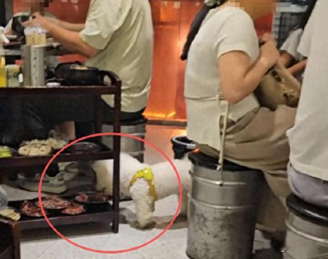 湖南衡阳，一家烤肉店里，一桌子客人正在吃饭，桌底下蹿过来一只小白狗，十几秒钟工夫