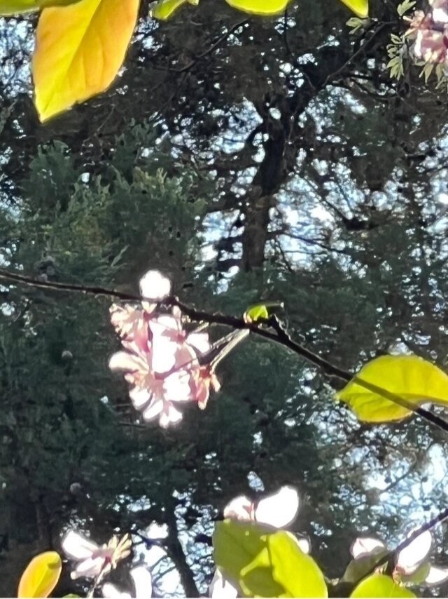 《关雎》先秦·诗经关关雎鸠，在河之洲。窈窕淑女，君子好逑。参差荇菜，左右流之。窈