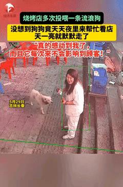 真的被这只流浪狗打动了！这家店的老板娘多次给这只流浪狗喂食，时间一长，这只狗每到