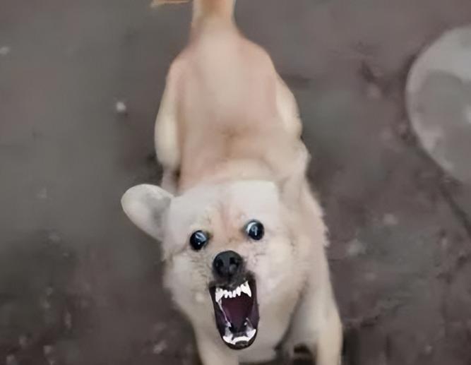 一位训狗20多年的老师傅说：遇到恶犬扑来，千万别用脚踢，那只会让疯狗越咬越狠，记